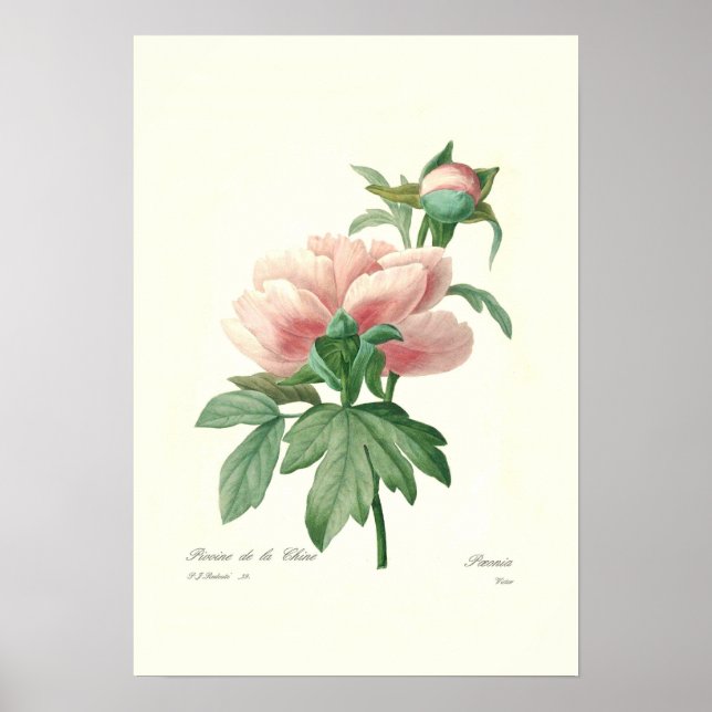 Poster Peony (Devant)