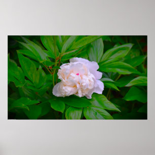 Poster Peony,