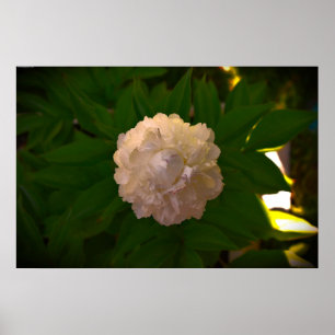 Poster Peony,
