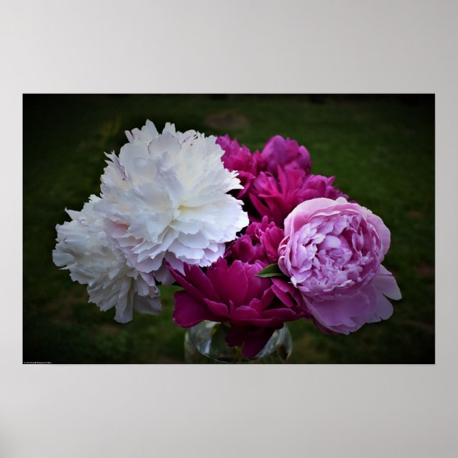 Poster Peony, (Devant)