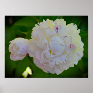 Poster Peony,