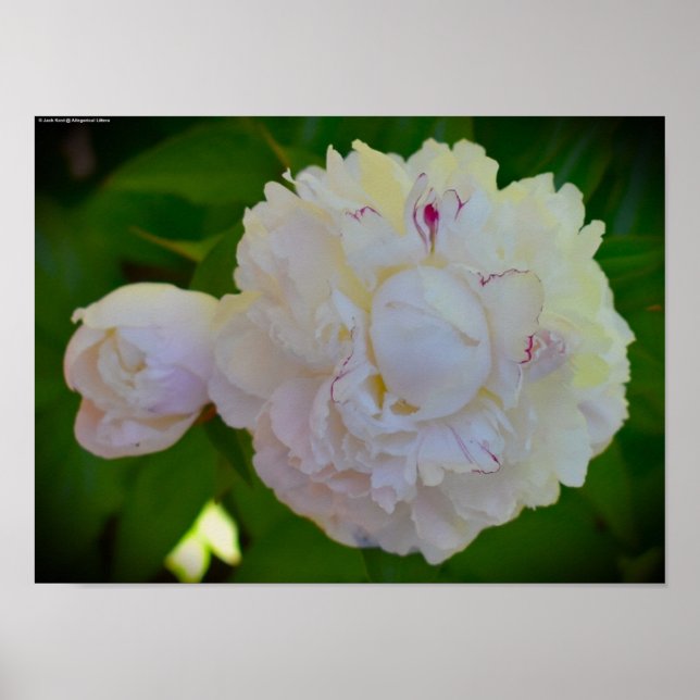 Poster Peony, (Devant)