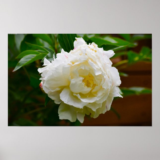 Poster Peony, (Devant)