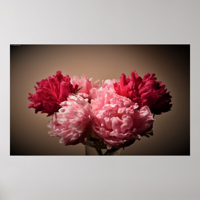 Poster Peony, (Devant)