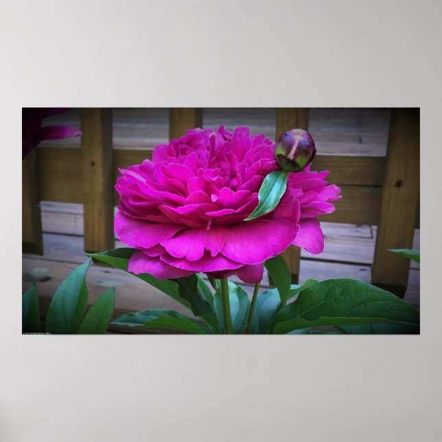 Poster Peony, (Devant)