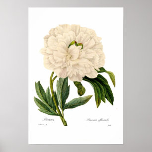Poster Peony