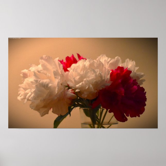 Poster Peony, (Devant)