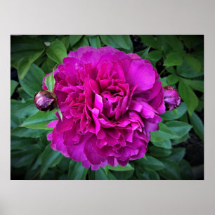 Poster Peony,