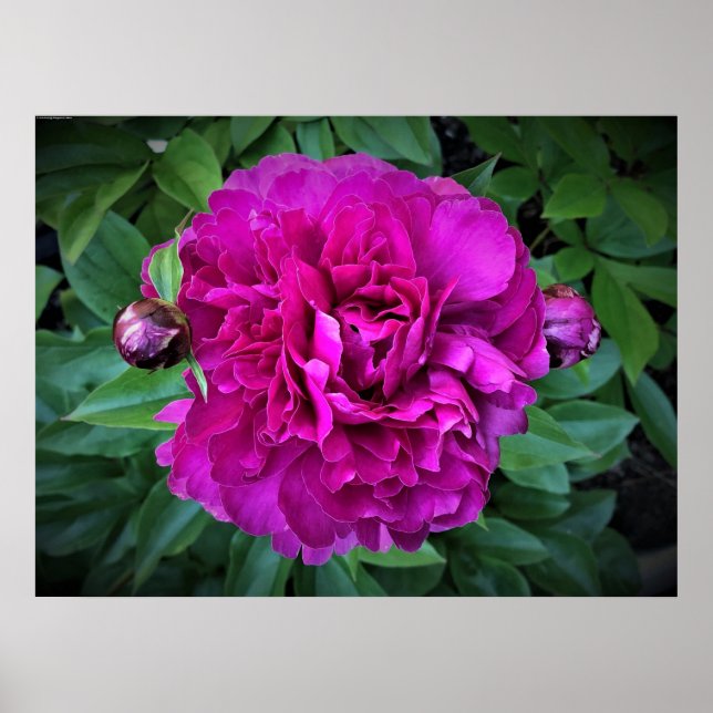 Poster Peony, (Devant)