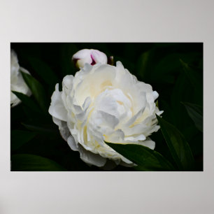 Poster Peony,