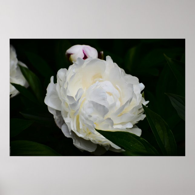 Poster Peony, (Devant)