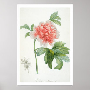 Poster Peony, 1799