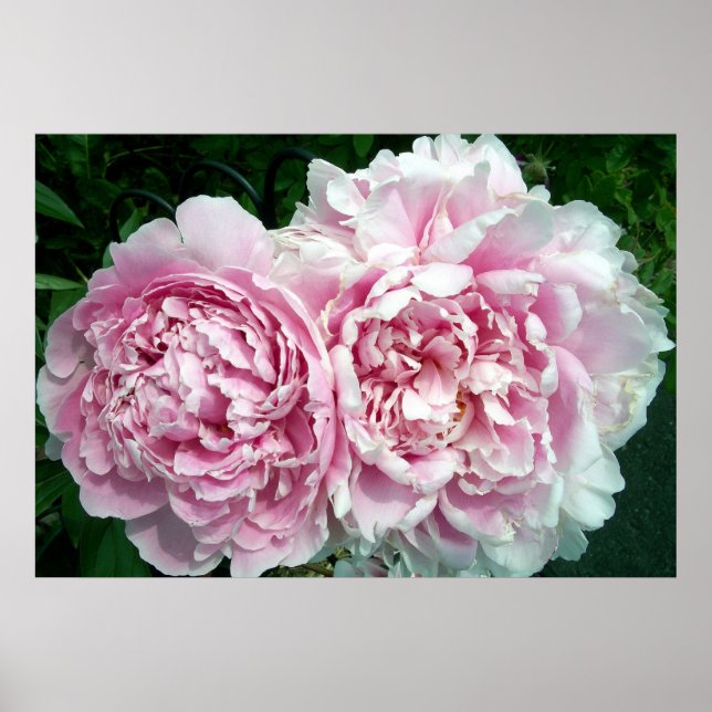Poster Peony 2 (Devant)