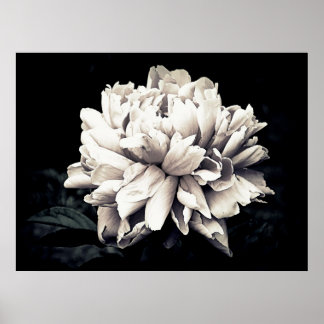 Poster Peony en noir et blanc