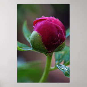 Poster Peony Flower Bud After The Rain Photography
