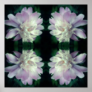 Poster Peony Flower Nature Abstraite