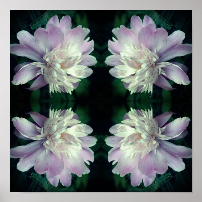 Poster Peony Flower Nature Abstraite (Devant)