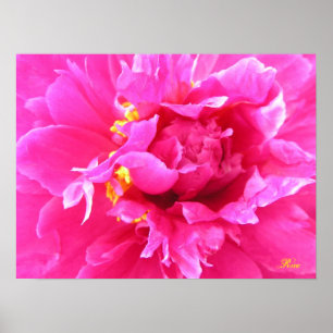 Poster Peony in Bloom
