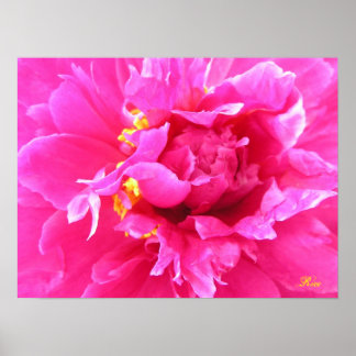 Poster Peony in Bloom