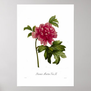 Poster Peony moutan var
