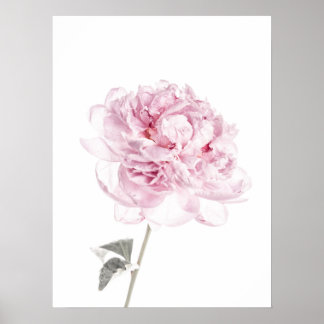 Poster Peony Print Peony Peony Wall Art Fine Art Photogra
