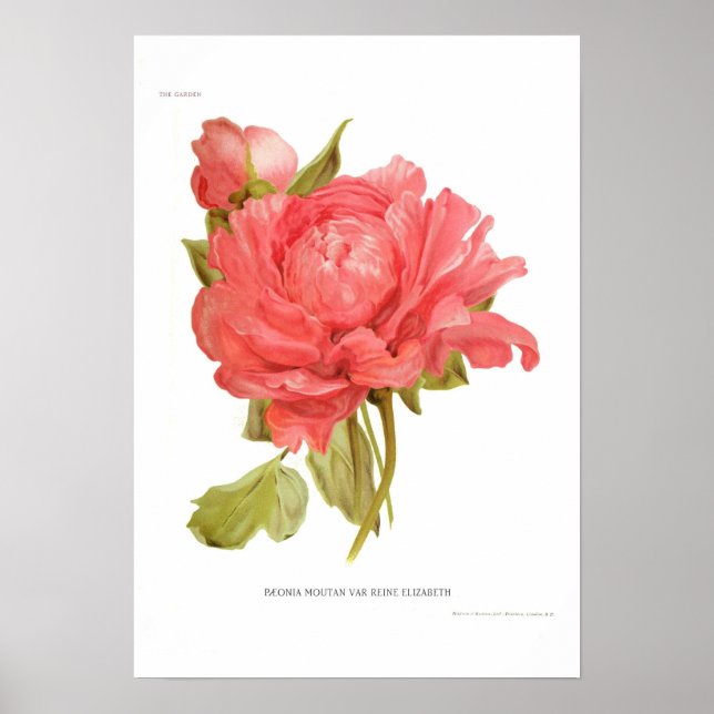 Poster Peony 'Reine Elizabeth' (Devant)