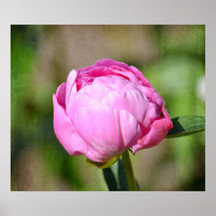 Poster Peony rose