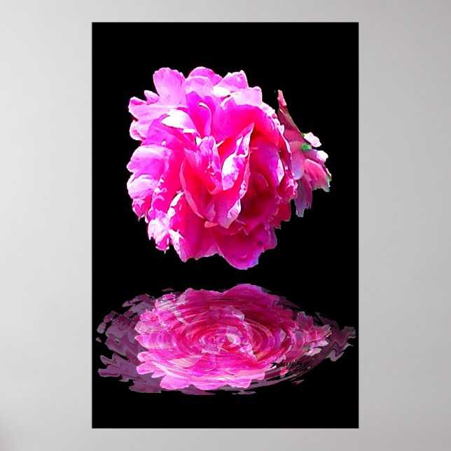 Poster Peony rose (Devant)