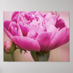Poster Peony rose