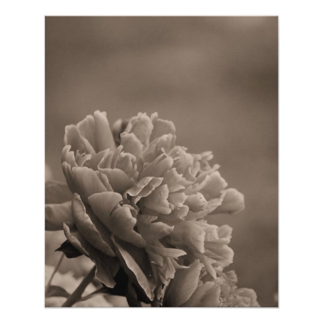Poster Peony Single Sepia (Devant)