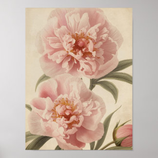 Poster Peony Watercolor Elegance
