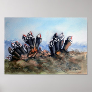 Poster Percebes/Barnacles