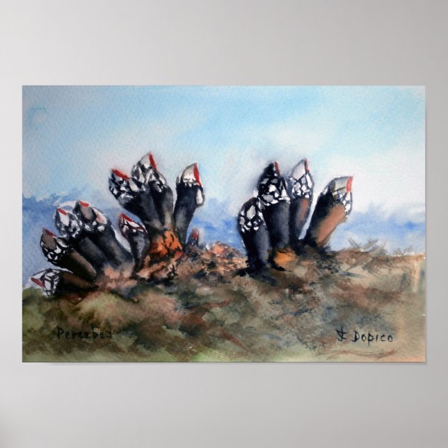 Poster Percebes/Barnacles (Devant)