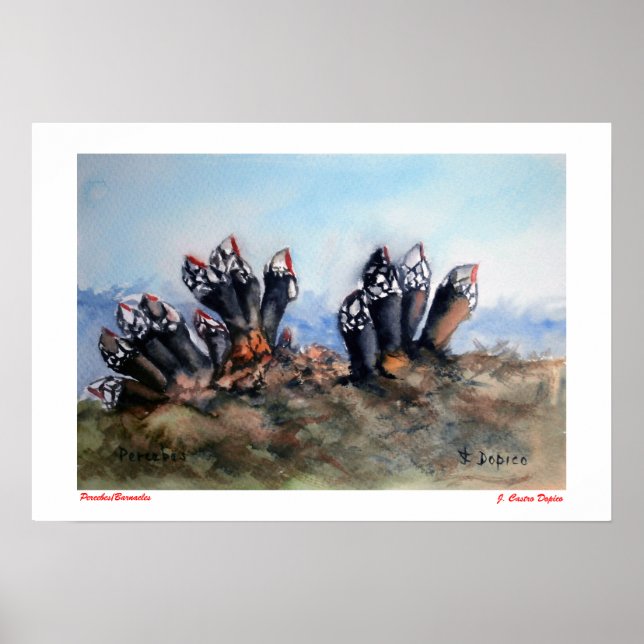 Poster Percebes/Barnacles (Devant)