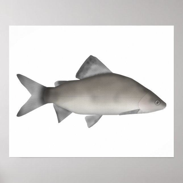 Poster Perche (Devant)