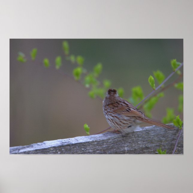 Poster perché d'oiseaux (Devant)