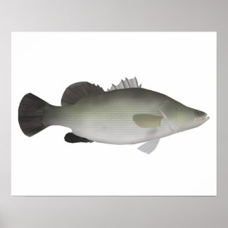 Poster Perche du Nil