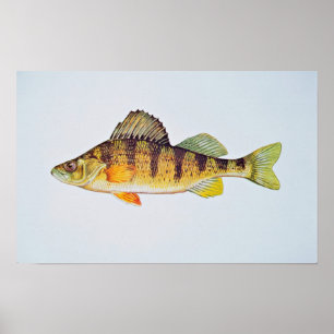 Poster Perche jaune