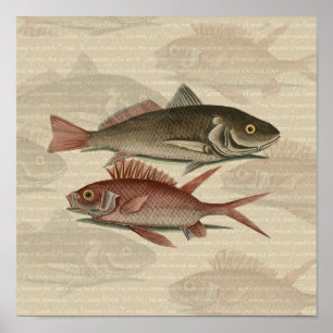 Poster Perche Rouge Poisson Pêcheur Art