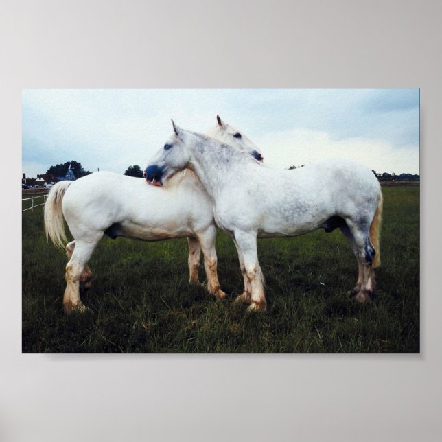 Poster Percherons Se Cultivant (Devant)