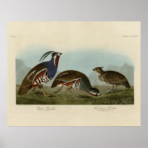 Poster Perdrix en peluche et à pattes épaisses - Audubon'