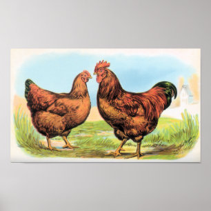 Poster Perdrix vintages de coq et de poule d'impression