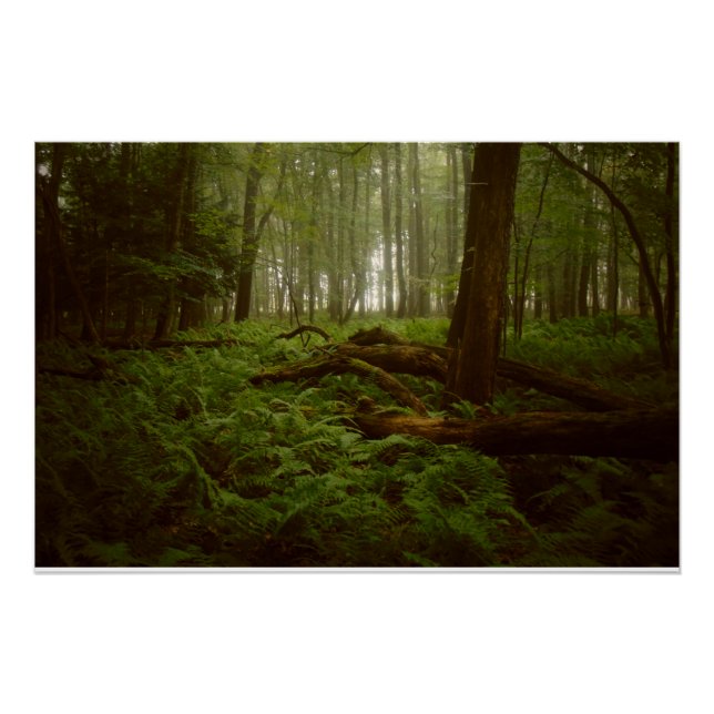 Poster Perdu dans les bois (Devant)