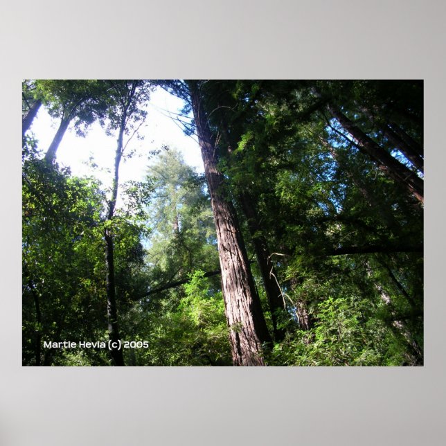 Poster Père Noël Cruz Redwoods (Devant)
