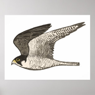 Poster Peregrine Falcon Crayon couleur dessin sur blanc