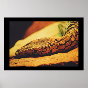 Poster Perentie