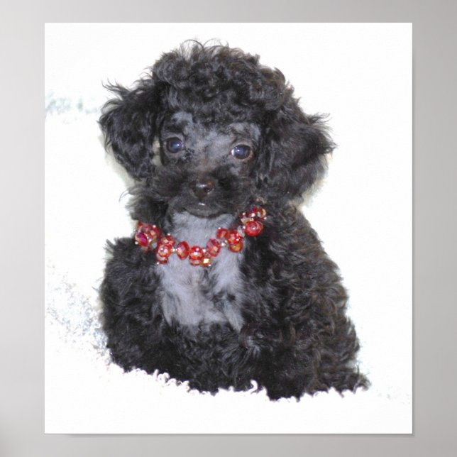 Poster Perfect Black Toy Poodle Puppy (Devant)