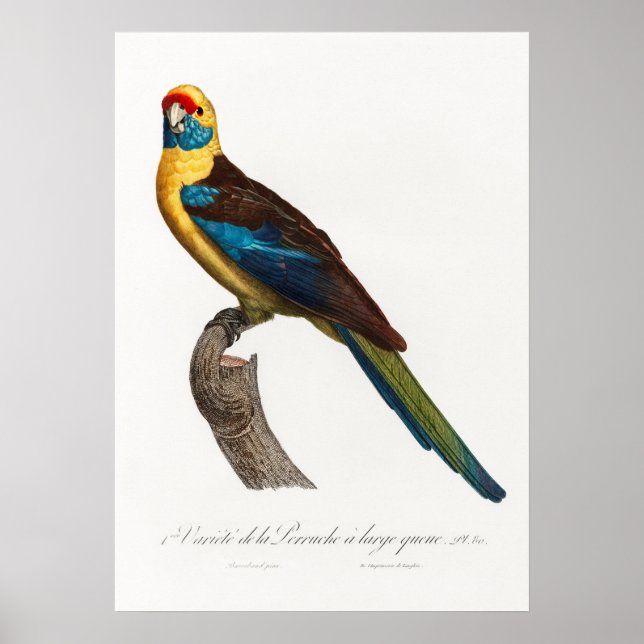Poster Perroquet (Devant)