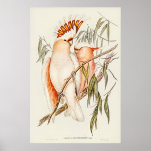 Poster Perroquet