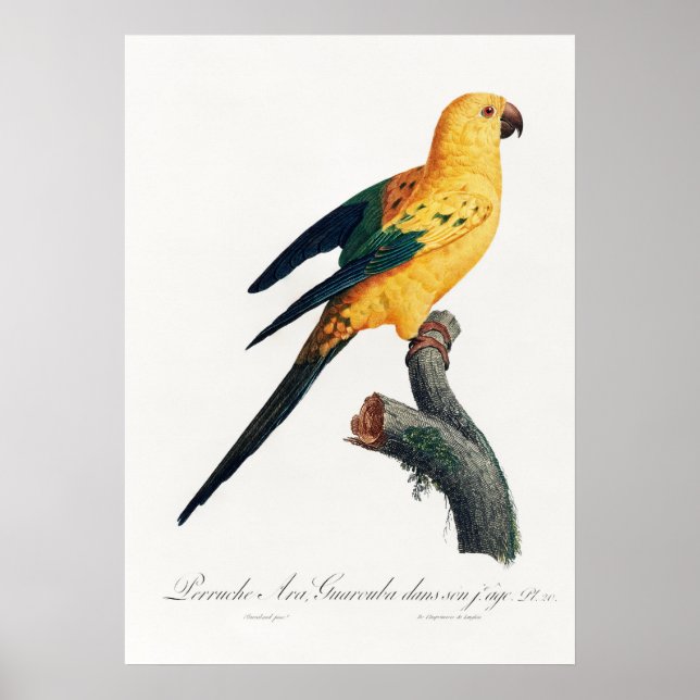 Poster Perroquet (Devant)